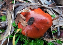 Cortinarius erythraeus