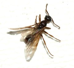 Myrmica