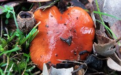 Cortinarius erythraeus