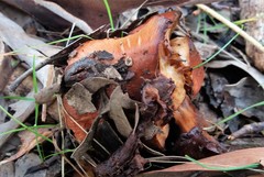 Cortinarius erythraeus