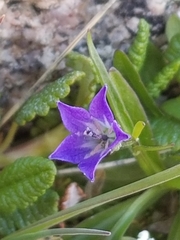 Campanula uniflora