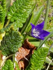 Campanula uniflora