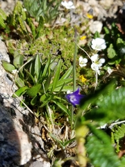 Campanula uniflora