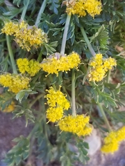 Oreoxis alpina