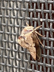 Telamona ampelopsidis