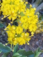Oreoxis alpina