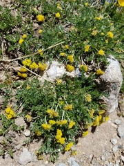 Oreoxis alpina