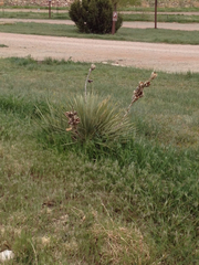 Yucca glauca glauca