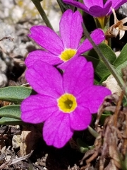 Primula angustifolia