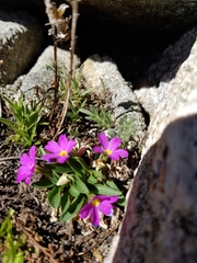 Primula angustifolia