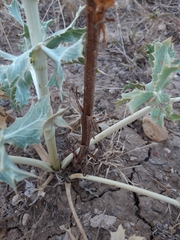 Orobanche amethystea