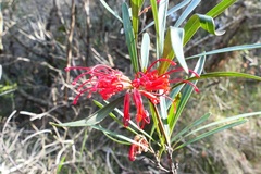 Grevillea oleoides
