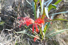 Grevillea oleoides