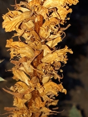 Orobanche amethystea