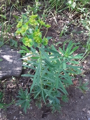 Euphorbia esula