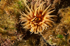 Parabunodactis imperfecta