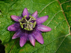 Passiflora amethystina × caerulea
