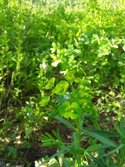 Euphorbia esula