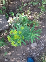 Euphorbia esula