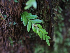 Tmesipteris lanceolata