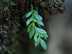 Tmesipteris lanceolata