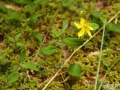 Hypericum ellipticum