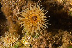 Parabunodactis imperfecta