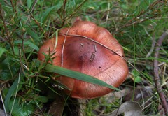 Cortinarius kula