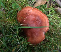 Cortinarius kula