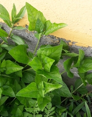 Calyptocarpus vialis