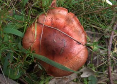 Cortinarius kula