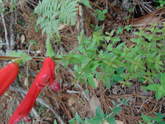 Lamourouxia rhinanthifolia