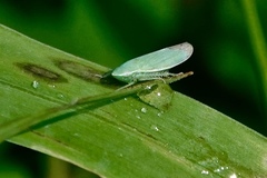 Memnonia flavida