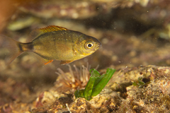 South American Silver Porgy photo 5