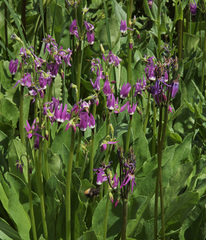 Primula jeffreyi jeffreyi