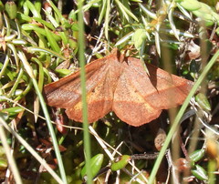 Metarranthis obfirmaria