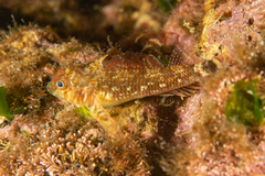 Helcogrammoides cunninghami