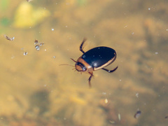 Hydaticus aruspex