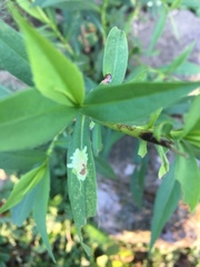 Calycomyza promissa