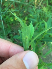 Calycomyza promissa