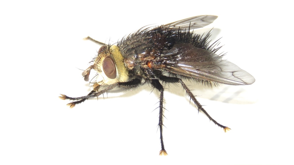 Pararchytas decisus