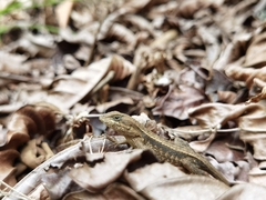 Sceloporus squamosus