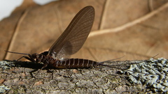 Leptophlebia