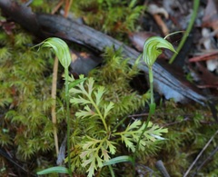 Pterostylis trullifolia