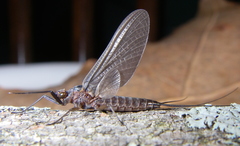 Leptophlebia