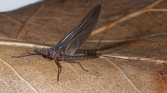Leptophlebia