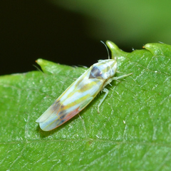 Erythridula praecisa
