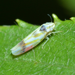 Erythridula praecisa