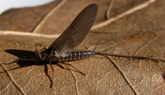 Leptophlebia