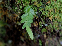 Tmesipteris lanceolata